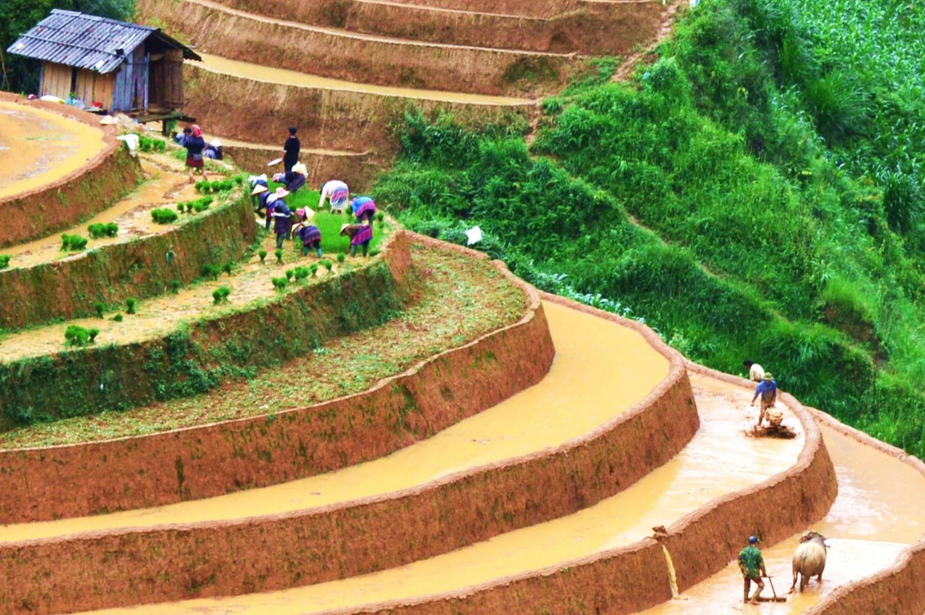 Mu Cang Chai Homestay & Trekking Ngoại thất bức ảnh